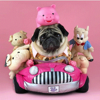 Puggy